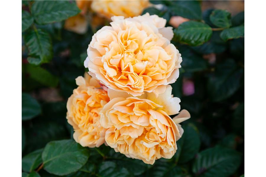 FLORIBUNDA